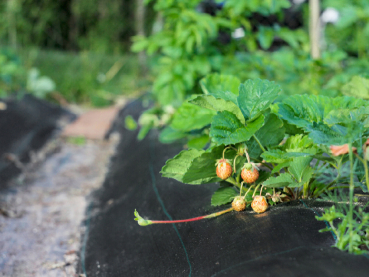 Mulch Installation Service Northville, MI Vibrant Green Cuts LLC